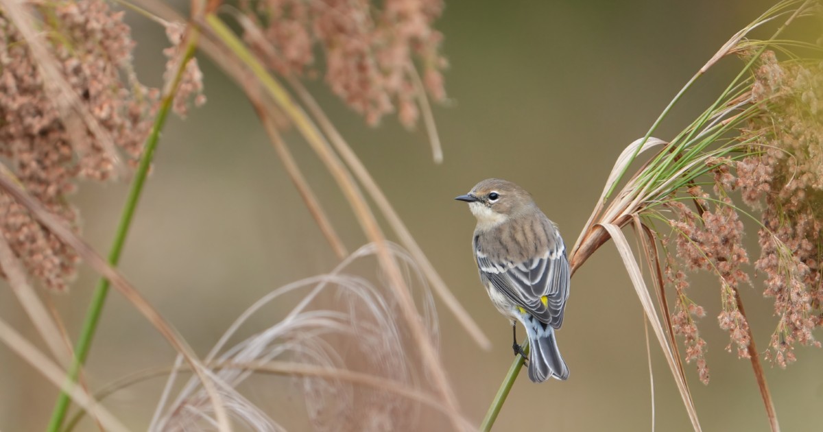 Festival bird photo 3